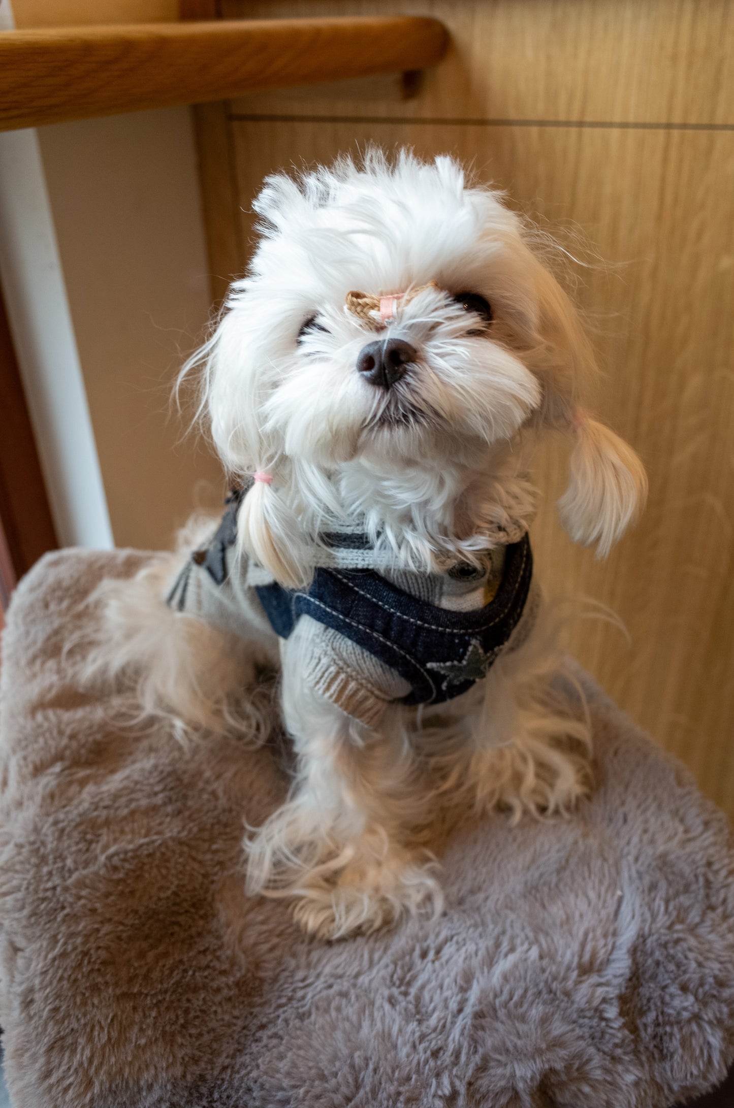 Patuu Denim Dog Harness